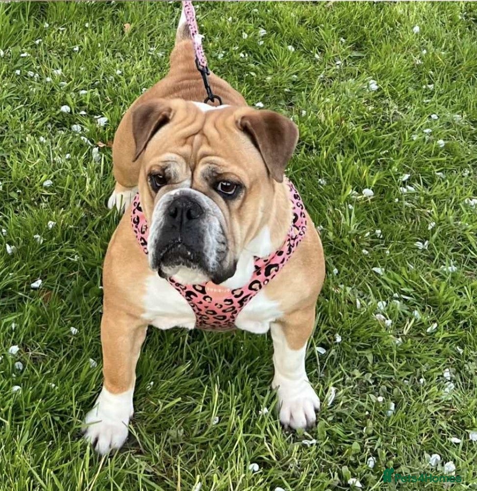 English Bulldog dogs LACY 4yr old English Bulldog - Advert 1