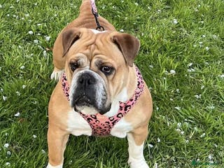 English Bulldog dogs LACY 4yr old English Bulldog - Advert 19