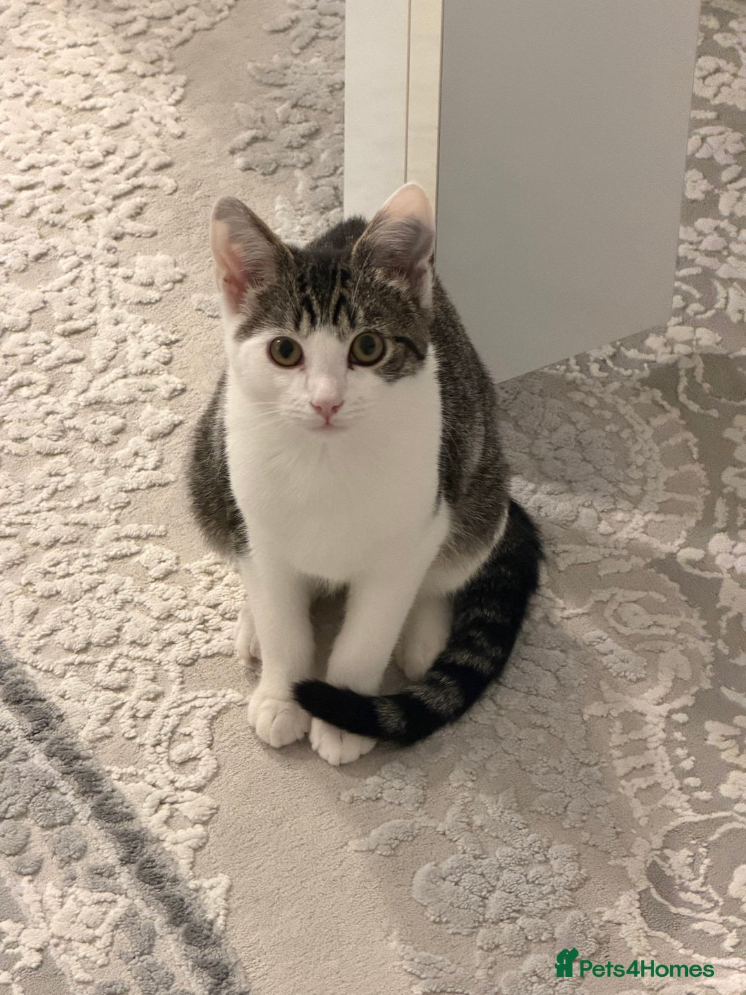 Bengal cats for sale: Bengal Mix - Advert 1