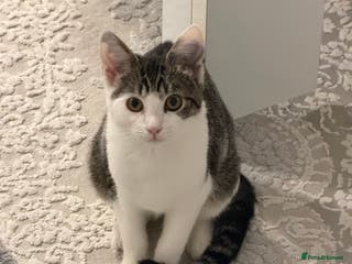 Bengal cats Bengal Mix - Advert 16