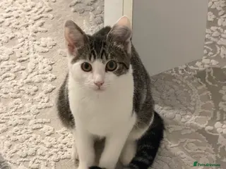 Bengal cats Bengal Mix - Advert 13