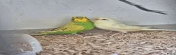 Budgerigars birds for sale: Baby Budgies, Adult Budgies, and Cockatiels  - Advert 7