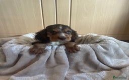 Cocker Spaniel dogs for sale: 🐾Cocker spaniel puppy 🐾 - Advert 2