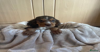 Cocker Spaniel dogs 🐾Cocker spaniel puppy 🐾 - Advert 12