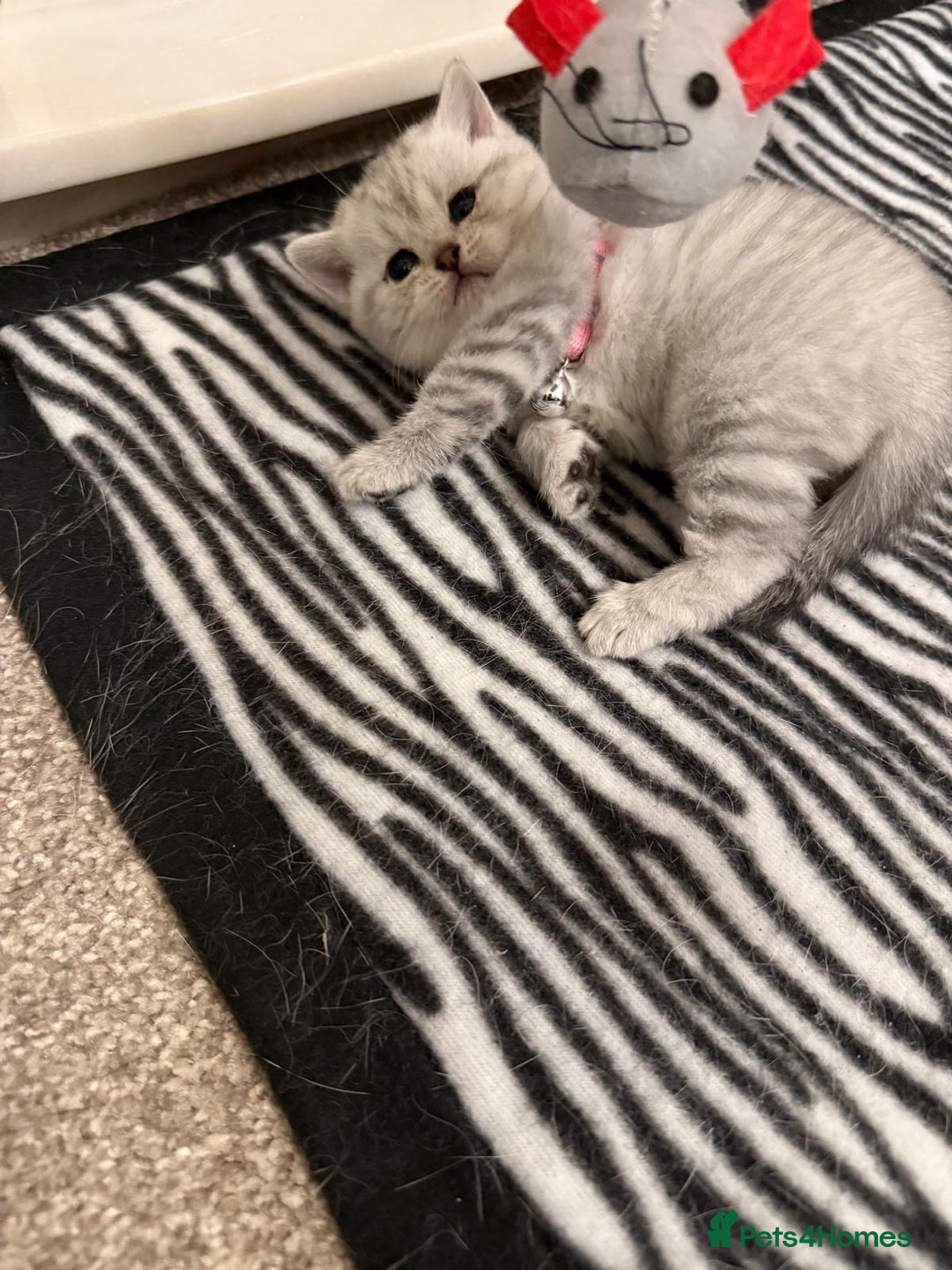 British Shorthair cats for sale: 1 boy 1 girl, ready to leave 11th March - Advert 3