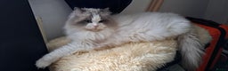 Ragdoll cats for stud: WCF/GCCF Blue Bicolour Ragdoll available for stud in Manchester - Advert 10