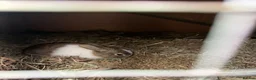 Dutch rabbits for sale: Dutch baby rabbit  - Advert 1