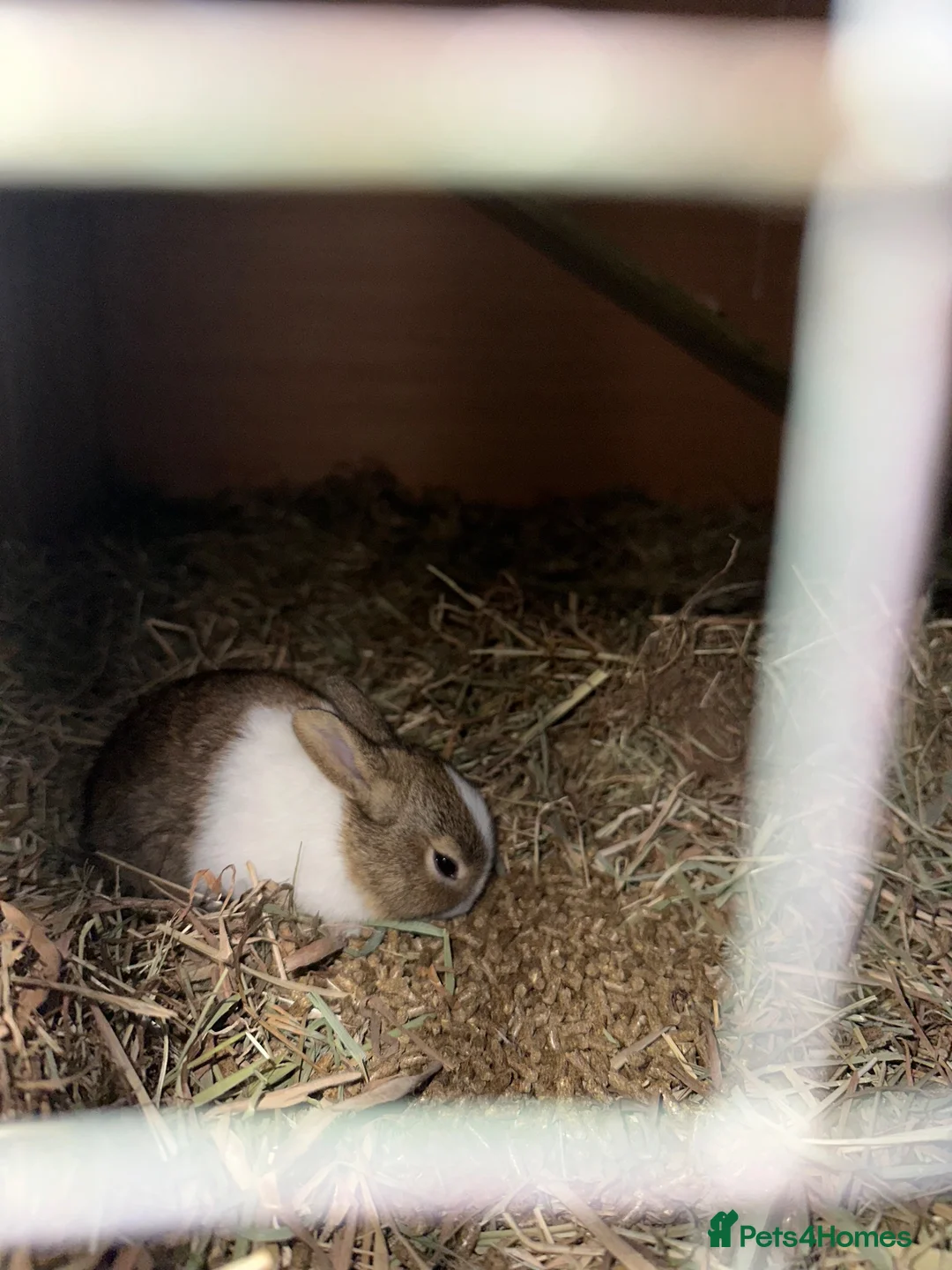 Dutch rabbits for sale: Dutch baby rabbit  - Advert 1