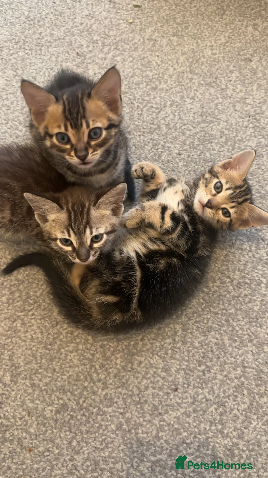 Bengal cats for sale: Bengal kittens in Brentford - Advert 11