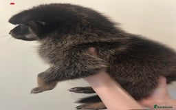 German Shepherd dogs for sale: Adorable litter of 6 puppies  - Advert 7