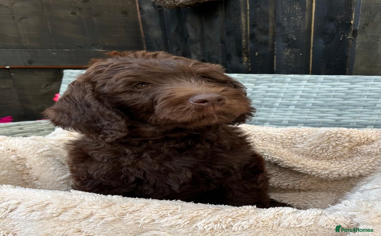 Labradoodle dogs - Advert 3