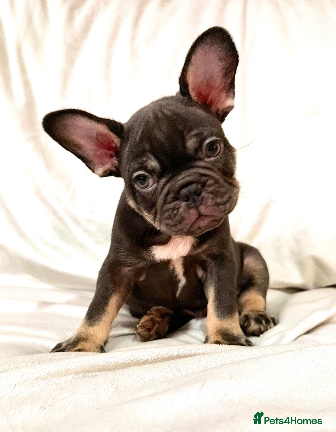 French Bulldog dogs STUNNING FRENCH BULLDOG PUPS - Advert 17