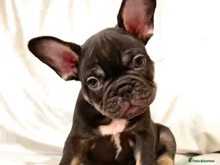 French Bulldog dogs STUNNING FRENCH BULLDOG PUPS - Advert 4