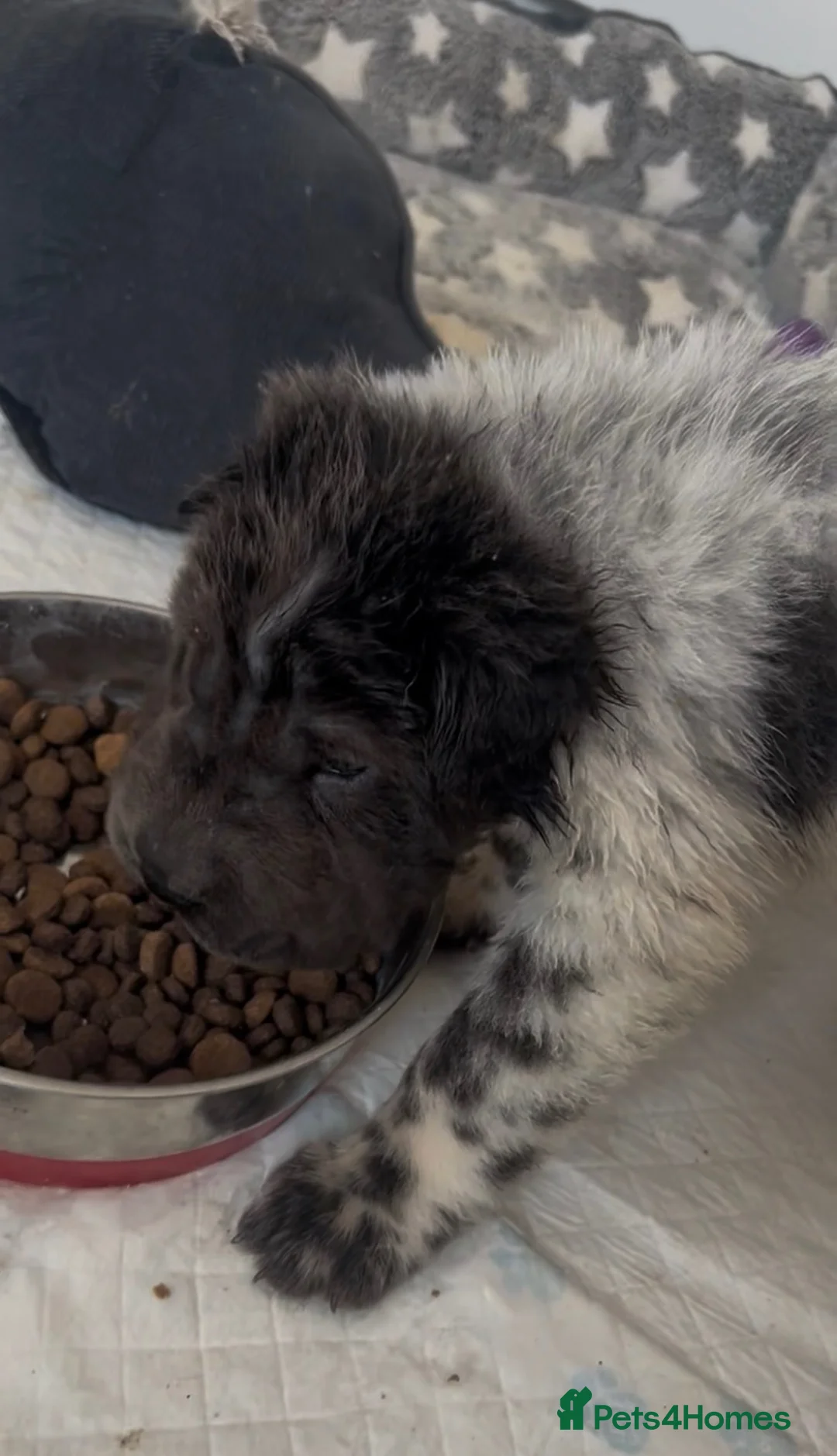 Shar Pei dogs for sale: Kc registered shar pei 2 girls left - Advert 2