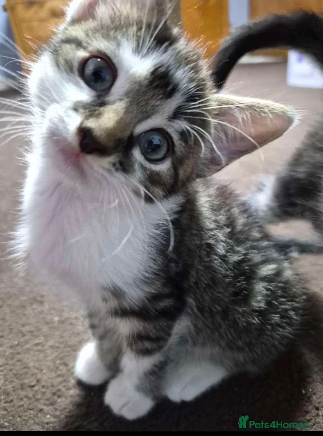 Mixed Breed cats for sale: mixed breed kitten  in Birmingham - Advert 2