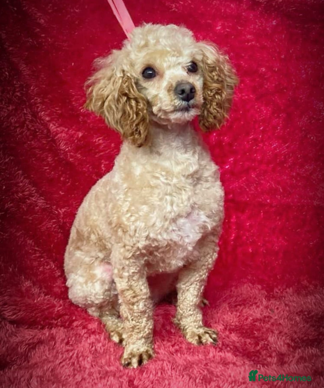 Toy Poodle dogs for sale: Stunning Toy Poodles  - Advert 8