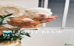 Samoyed dogs for sale: Samoyed puppies KC Registered Champions Bloodline  - Image 8
