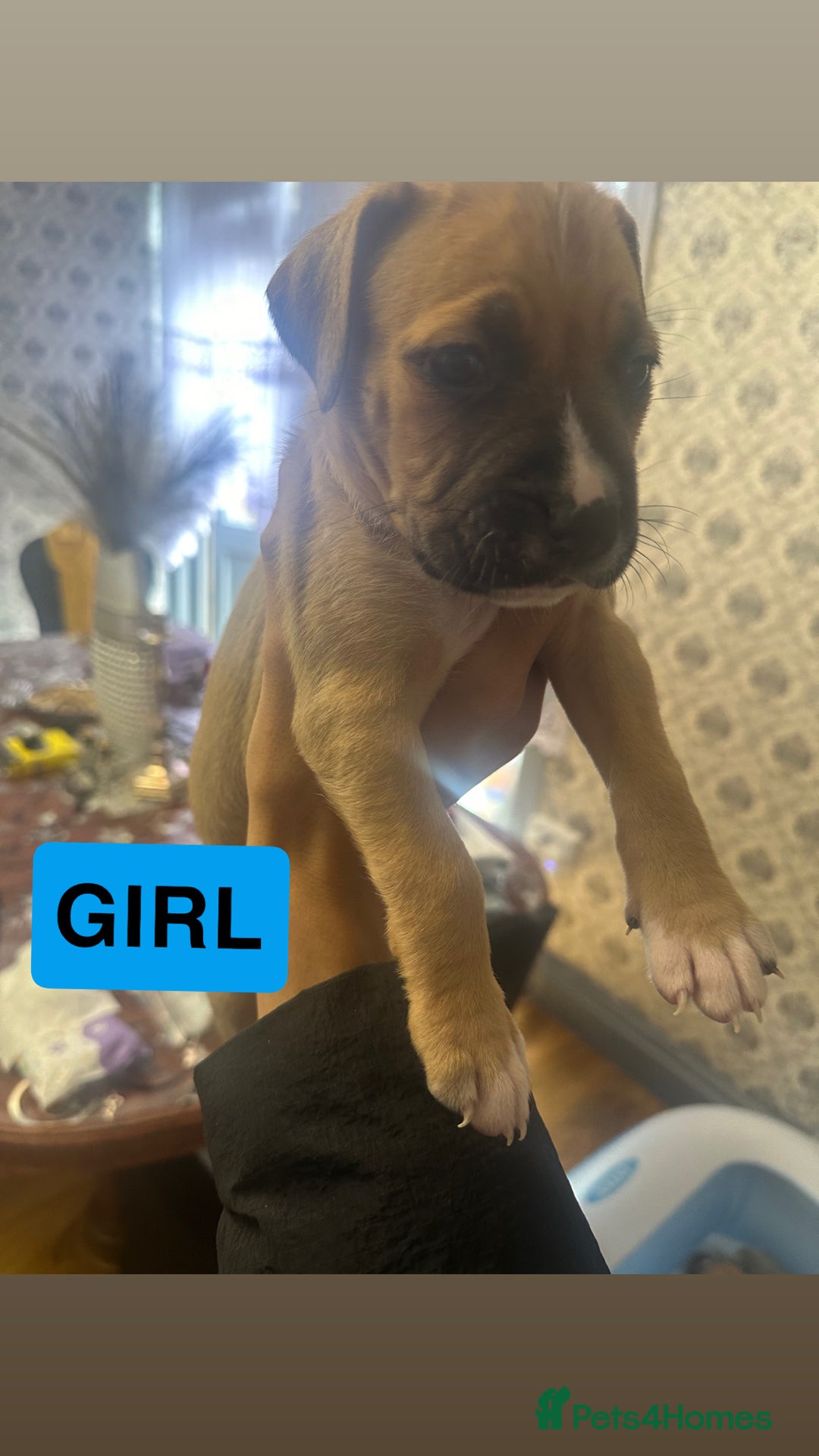 Mixed Breed dogs for sale: Canecorso/staffy puppies  - Image 8
