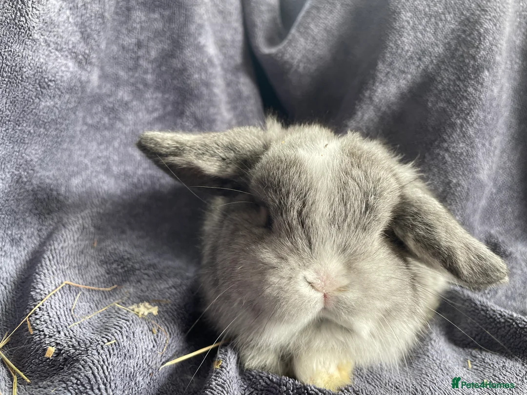 Mini Lop rabbits for sale: Mini lop bucks ready to reserve  - Advert 1