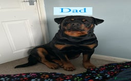 Rottweiler dogs for sale: 2 girls remaining  - Image 11