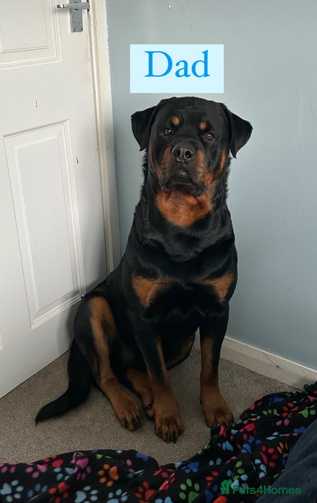 Rottweiler dogs for sale: 2 girls remaining  - Image 11