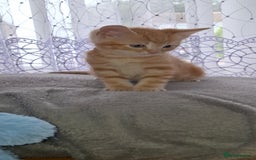 Mixed Breed cats for sale: Kittens looking for a forever home 🏡  - Image 1