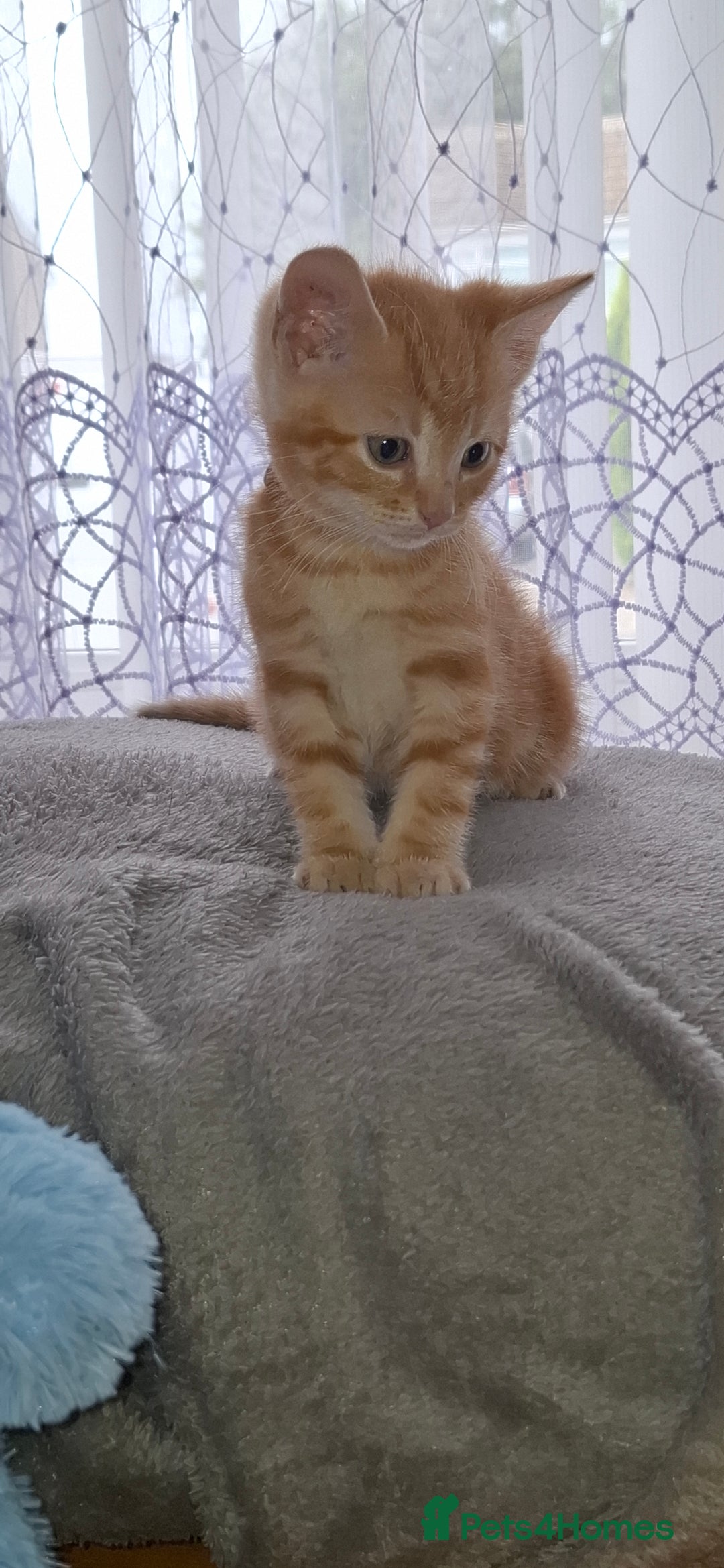 Mixed Breed cats for sale: Kittens looking for a forever home 🏡  - Image 1
