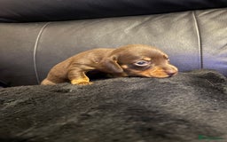 Miniature Dachshund dogs for sale: Stunning little boys - Image 13