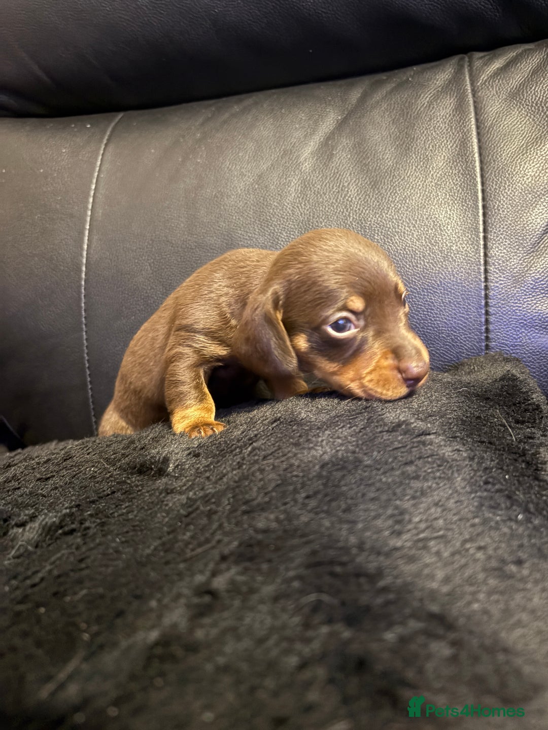 Miniature Dachshund dogs for sale: Stunning little boys - Image 13