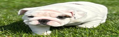 English Bulldog 4