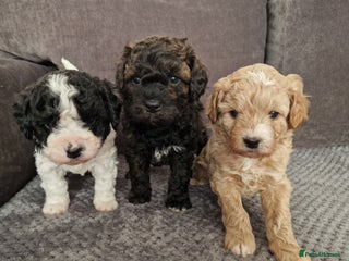 Cavapoo dogs - Advert 4