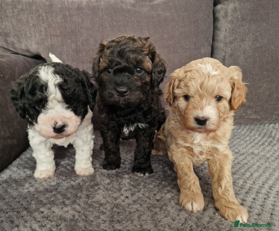 Cavapoo dogs - Advert 3