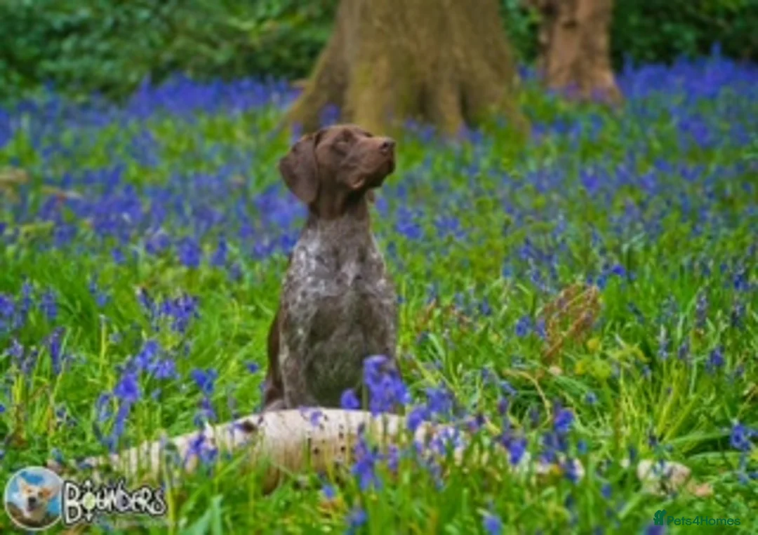German Shorthaired Pointer dogs for stud: Jasper AKA: Swallow Of The North - Advert 12