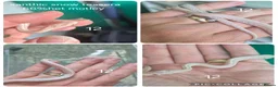 Corn Snake reptiles for sale: REDUCED PRICE Baby corn snakes ready now  - Advert 12