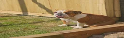 English Bulldog dogs for sale: 9 week old British Bulldog pup - Advert 2
