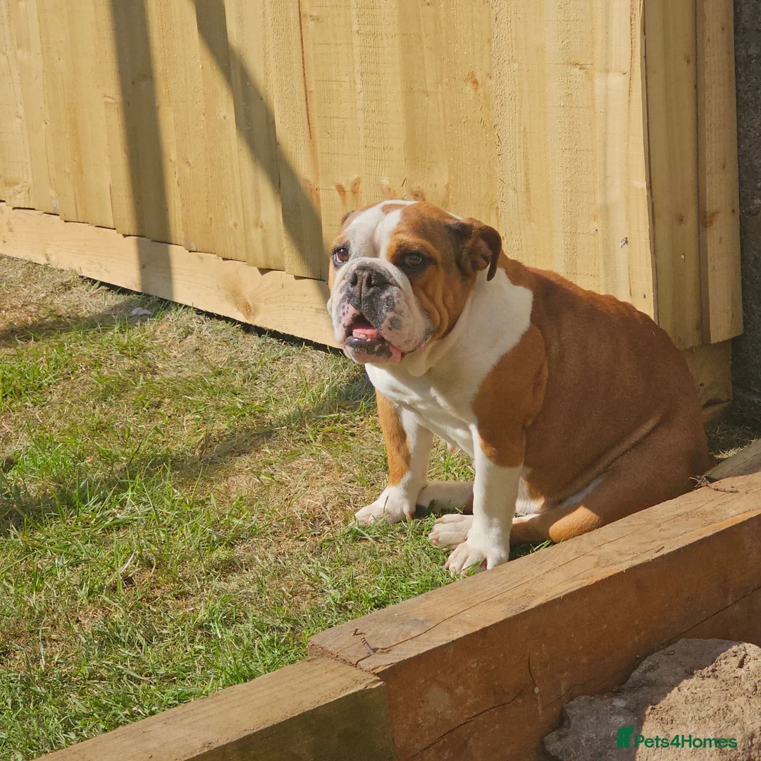English Bulldog dogs for sale: 9 week old British Bulldog pup - Advert 2