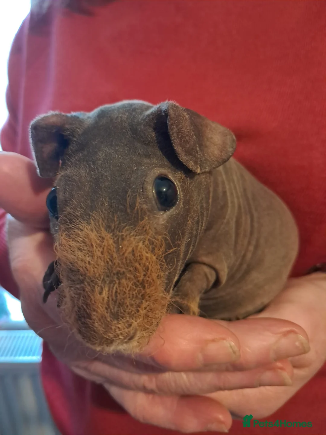 Guinea Pig rodents for sale: BEAUTIFUL SKINNY PIGS - Advert 2