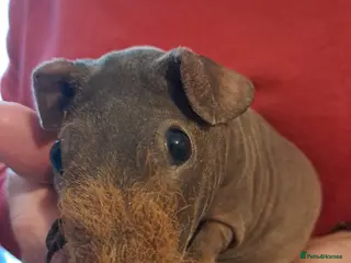 Guinea Pig rodents BEAUTIFUL SKINNY PIGS - Advert 18