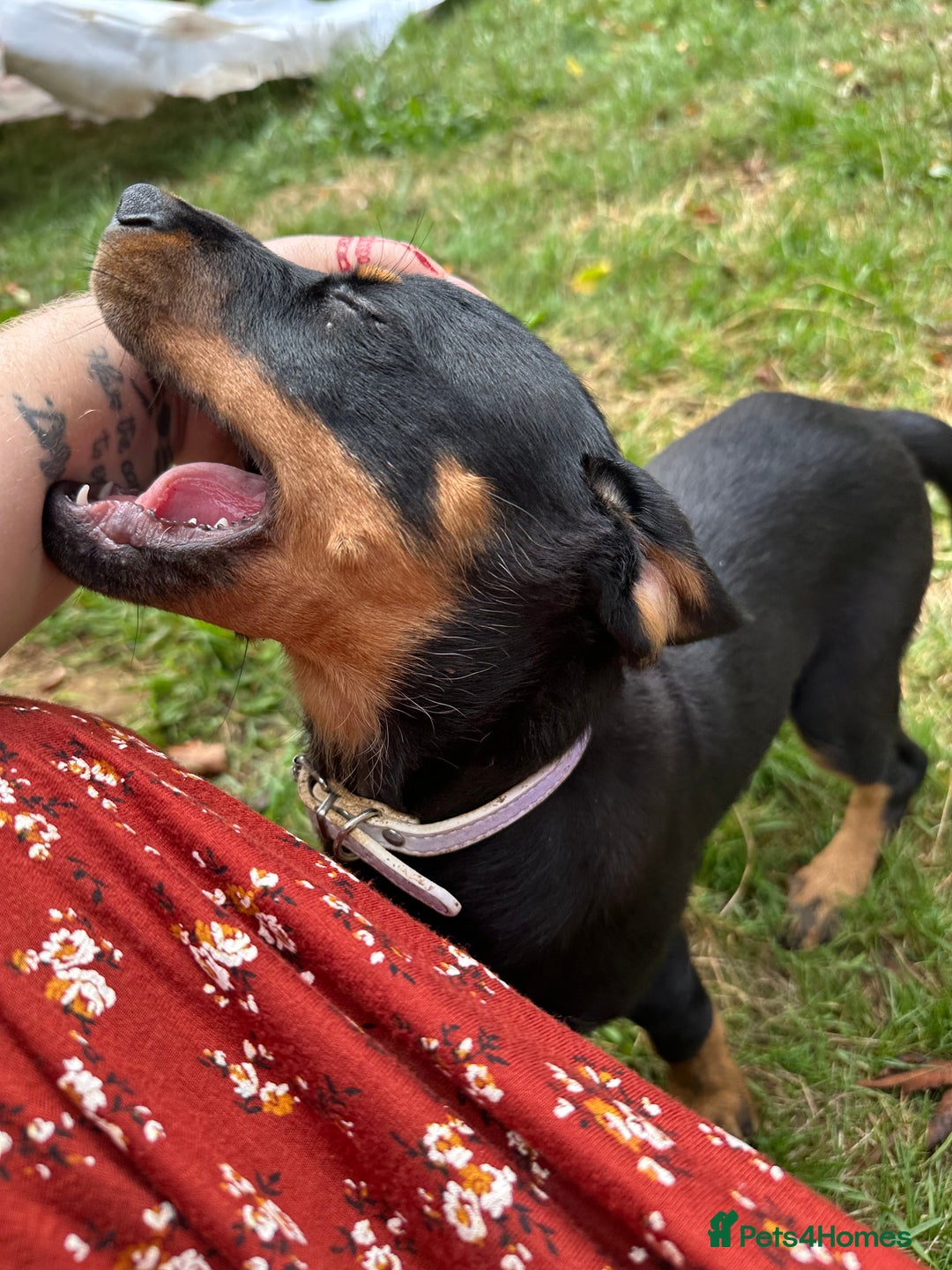 Rottweiler dogs for sale: Healthy Rottweiler puppies ready now  - Image 20