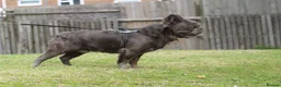 French Bulldog dogs for stud:  **  Fluffy french bulldog stud TED in Birmingham - Advert 3
