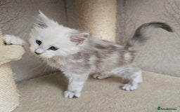 Maine Coon cats for sale: RARE Maine Coon Kittens Black Shaded  - Image 31