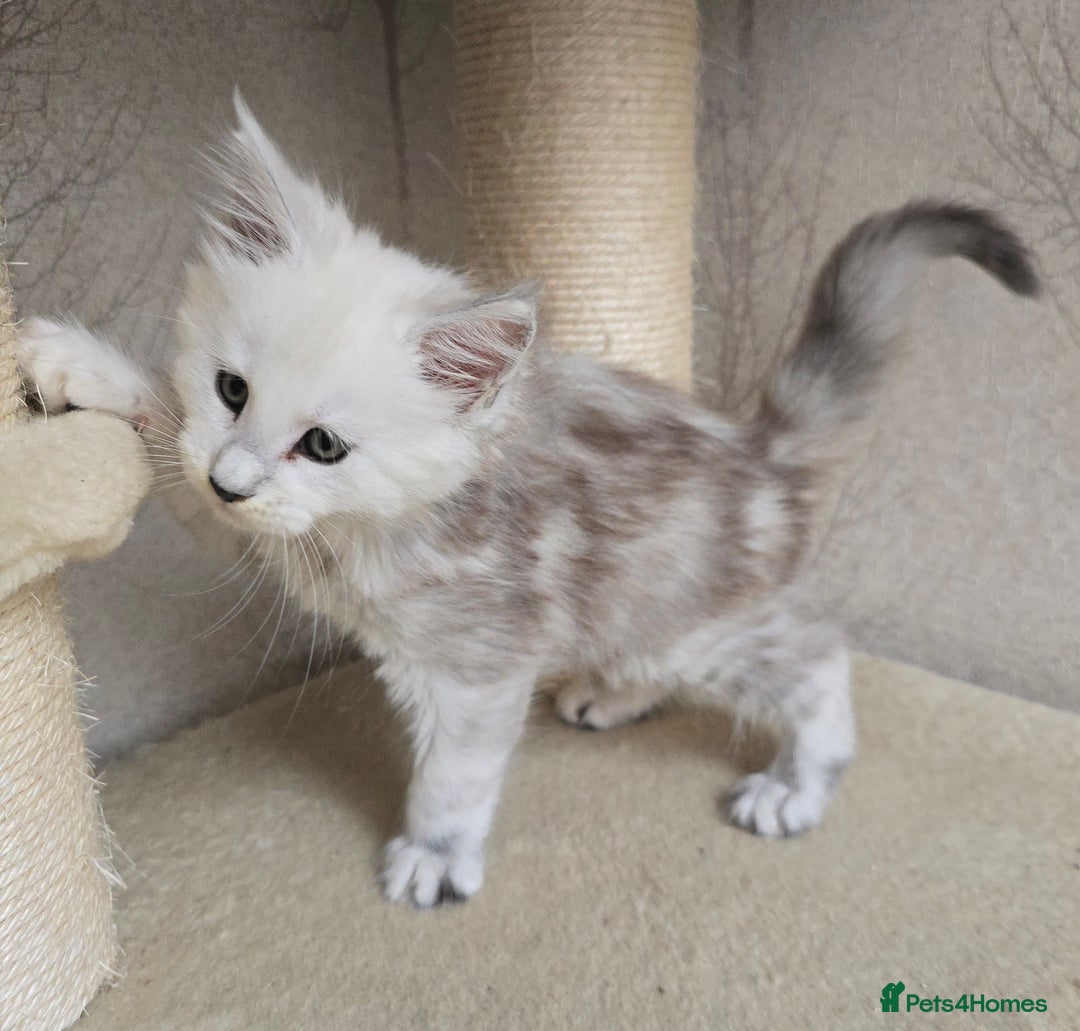 Maine Coon cats for sale: RARE Maine Coon Kittens Black Shaded  - Image 31