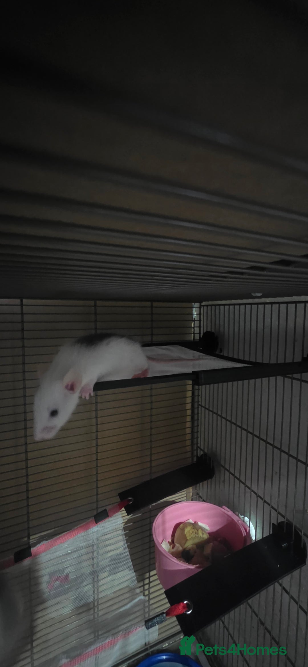 Rat rodents for sale: Fancy Rats,mice  - Advert 4