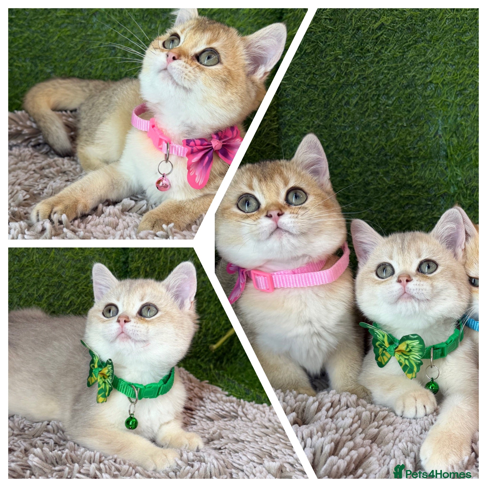 British Shorthair cats Adorable British Shorthair golden kittens   - Advert 8