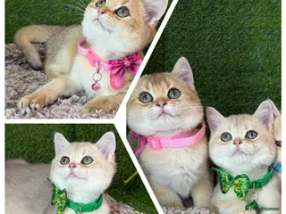 British Shorthair cats Adorable British Shorthair golden kittens - Advert 8