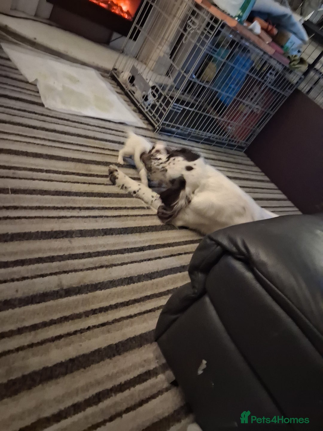 English Springer Spaniel dogs for sale: Beautiful puppies for sale  - Advert 3