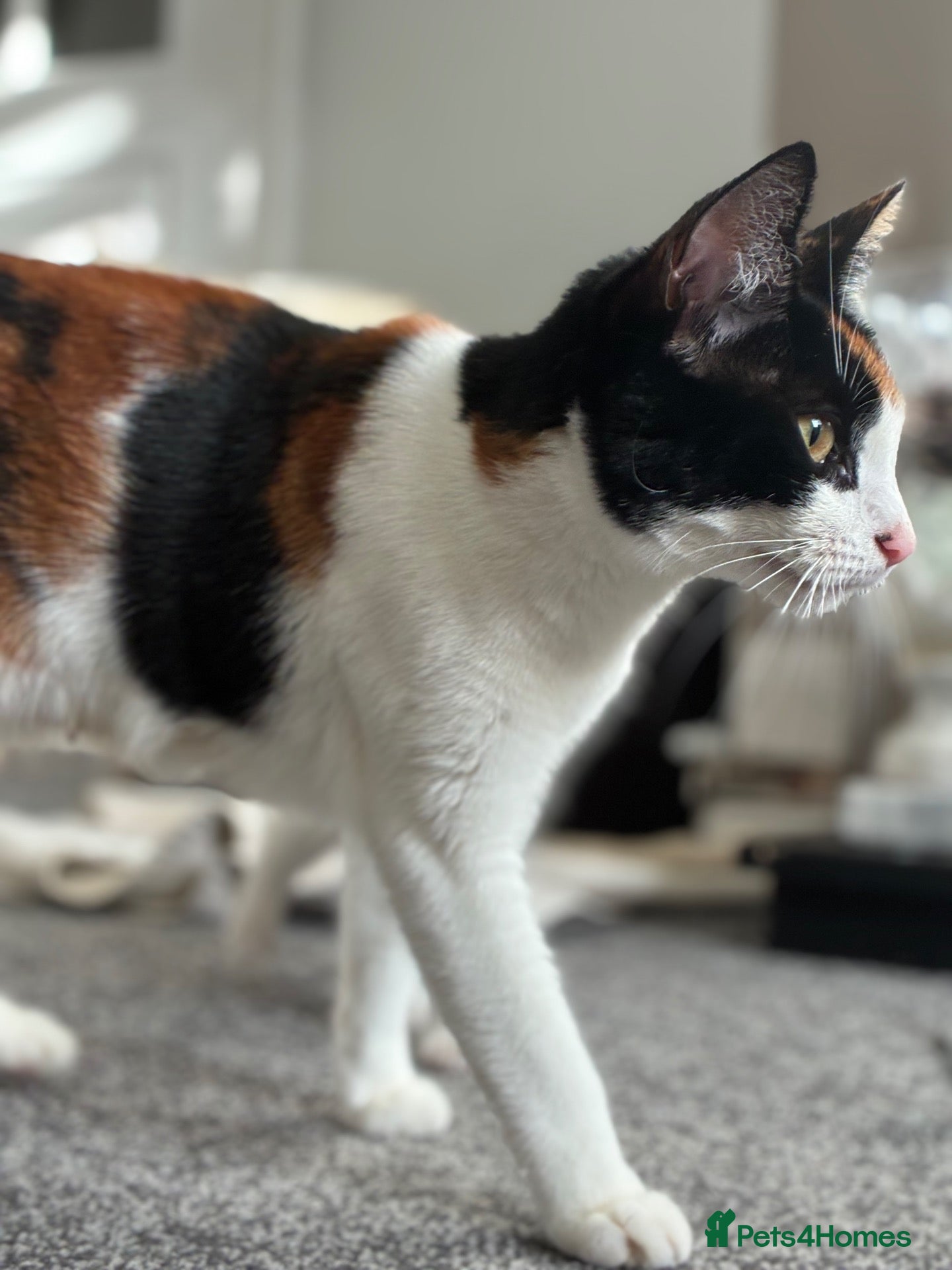 Domestic Shorthair cats Ginger male kittens  - Advert 12