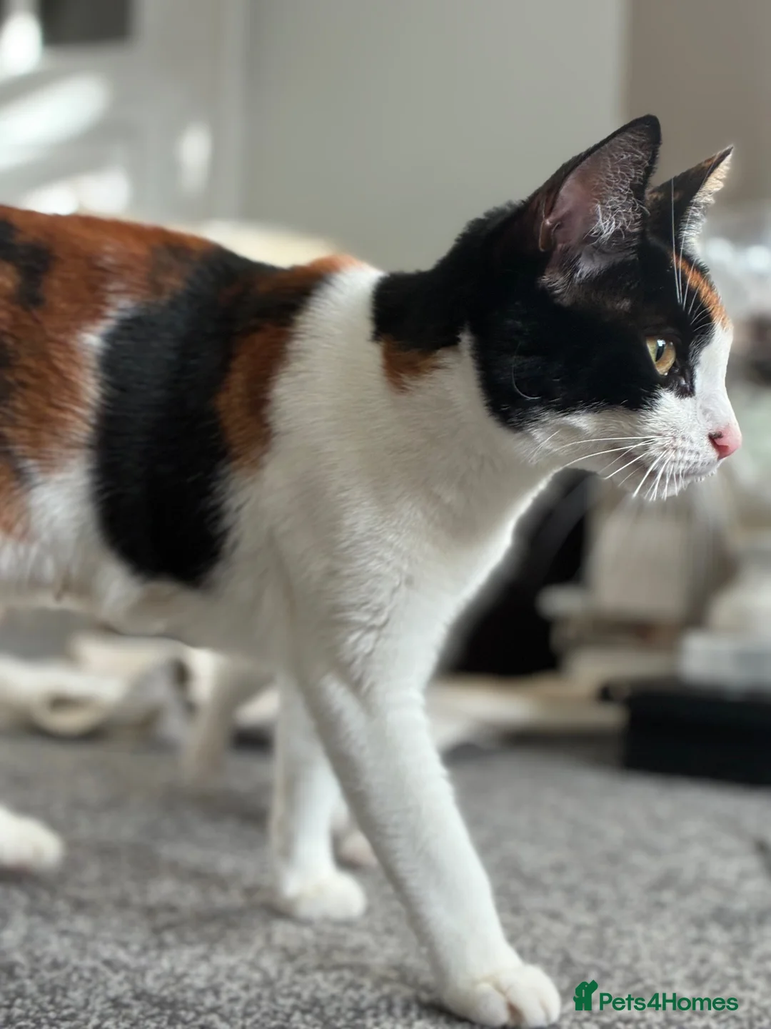 Domestic Shorthair cats for sale: Ginger male kittens  in Cannock - Advert 1