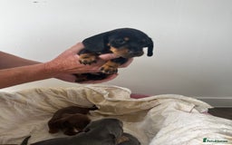 Miniature Dachshund dogs for sale: mini dachshund puppys❗️LAST BOY❗️ - Image 4