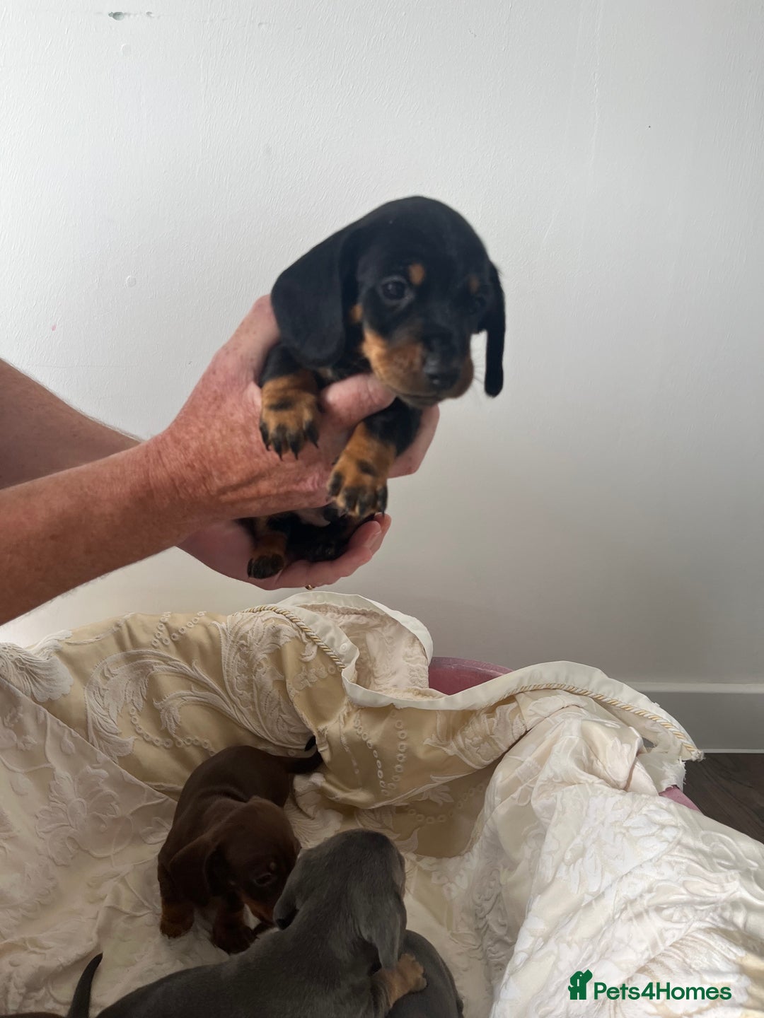 Miniature Dachshund dogs for sale: mini dachshund puppys❗️LAST BOY❗️ - Image 4